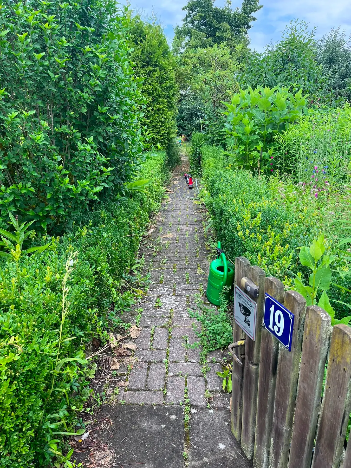 Zugewachsener Gartenweg vor der Gartenpflege