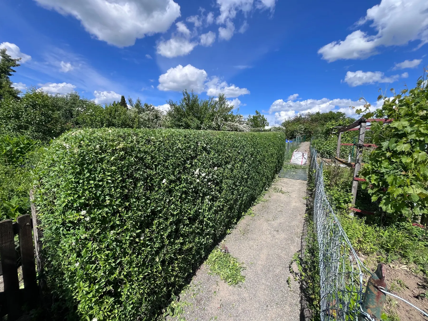 Gleichmäßig geschnittene Hecke nach dem Einsatz