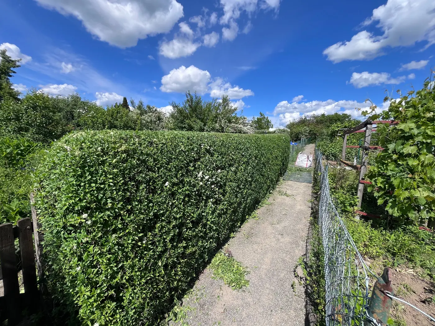 Frisch geschnittene Hecke und freier Gartenweg nach der Arbeit